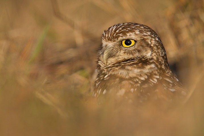 Kaninchenkauz Athene cunicularia Burrowing Owl